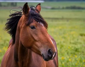 portrait cheval